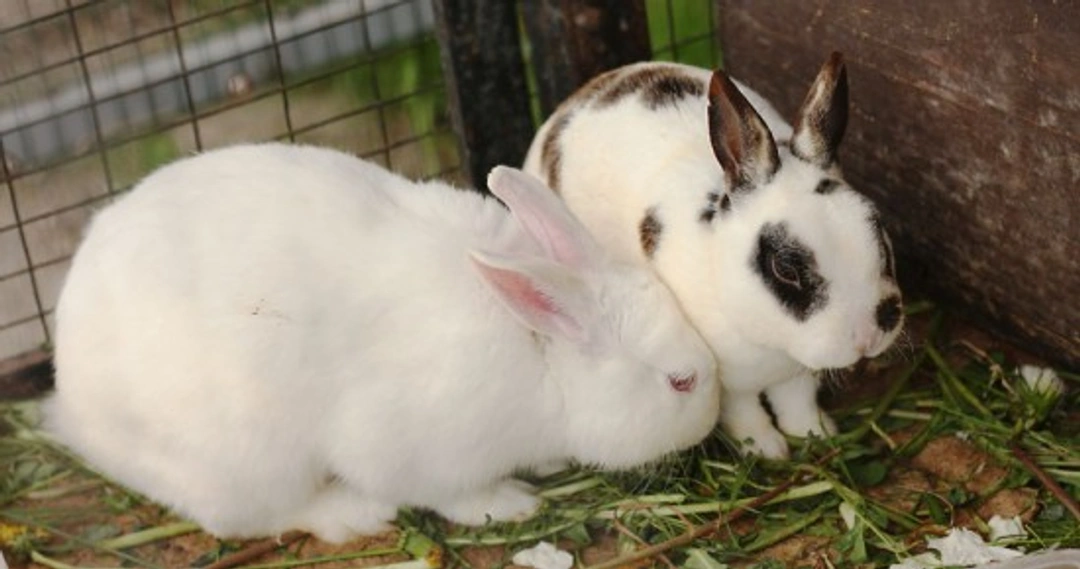 Proper Cleaning of Rabbit Hutches: A Complete Guide