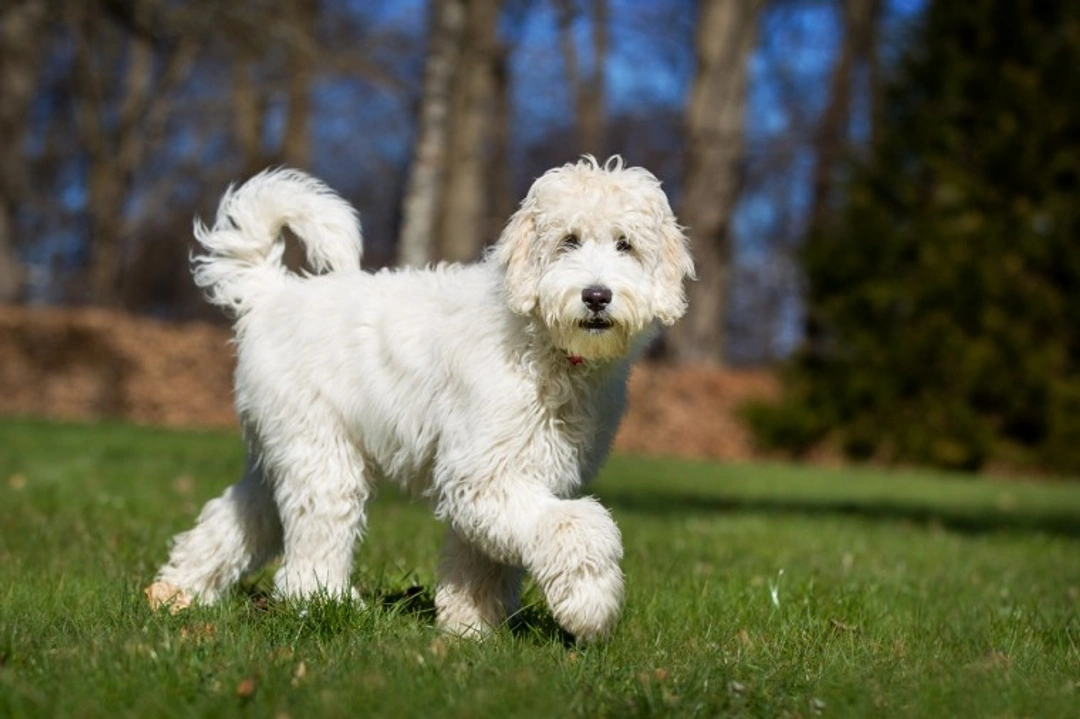 How to Motivate a Labradoodle During Training Effectively