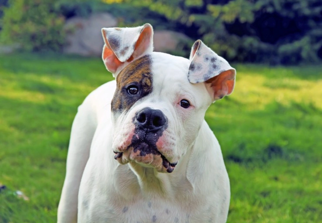Nemaline Myopathy DNA Testing for American Bulldogs UK 2025