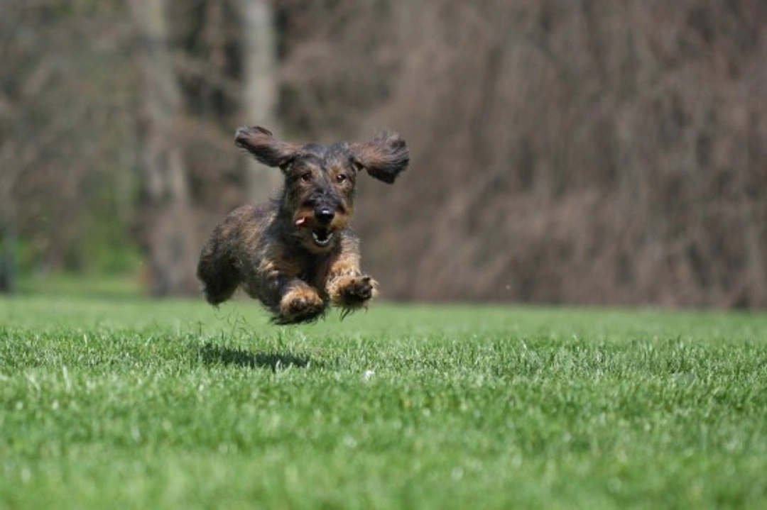 How to Train a Dog to Stop Running Away: Effective Recall Tips