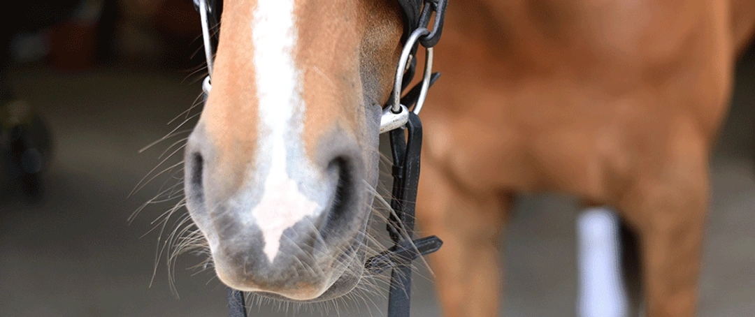 Finns det perfekta bettet?