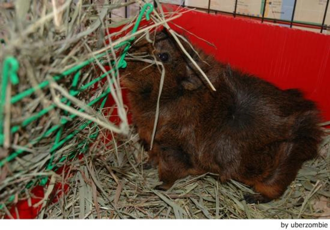 La alimentación del conejillo de Indias