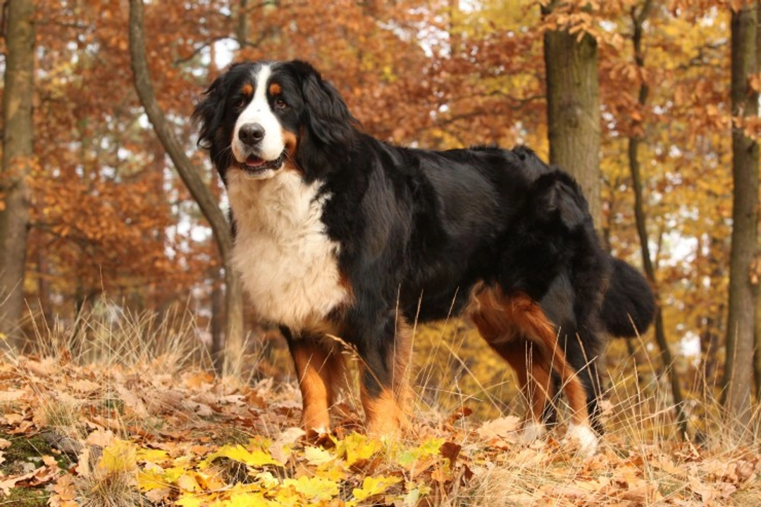 Osteochondrosis in Bernese Mountain Dogs: Causes, Symptoms & Care