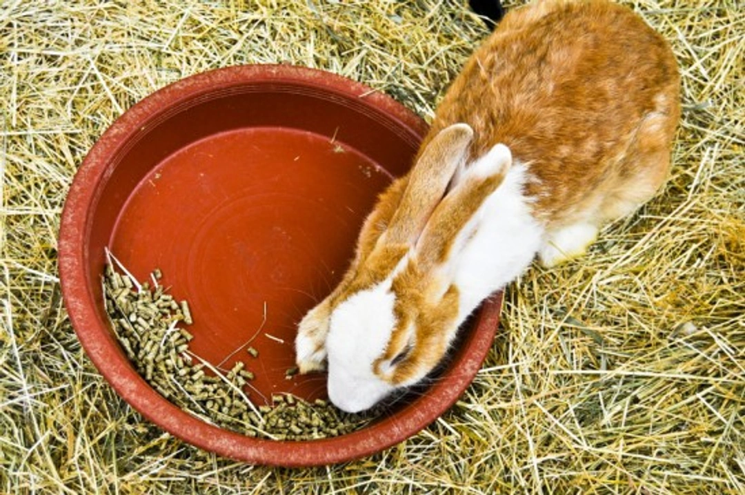 Preventing Digestive Disorders in Your Rabbits: A Complete Guide