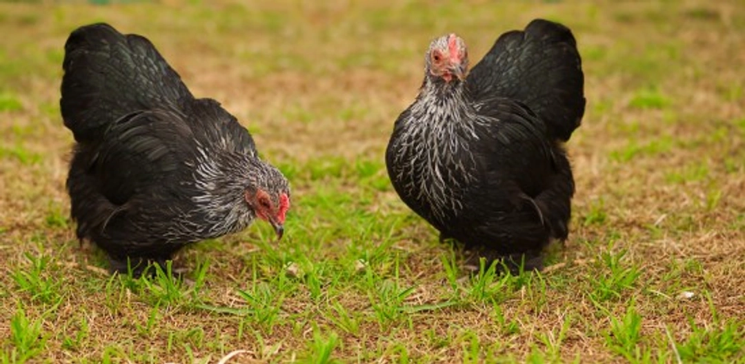 How to Keep Your Chicken Feed Bill Low: 7 Expert Tips