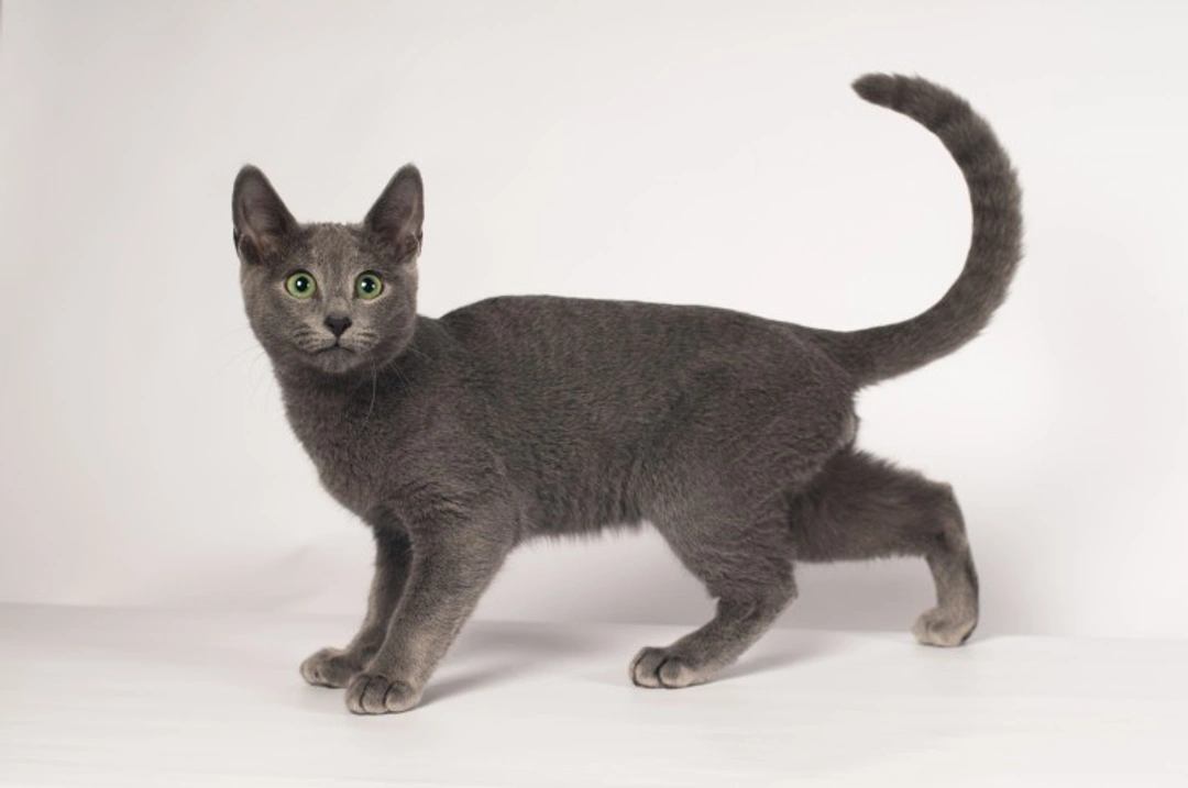 Seven Popular Cat Breeds Known for Blue Coats