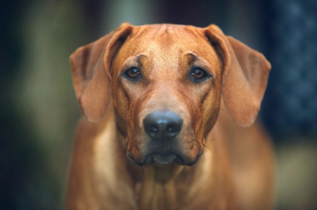 Rhodesian Ridgeback Lifespan and Health Testing in USA