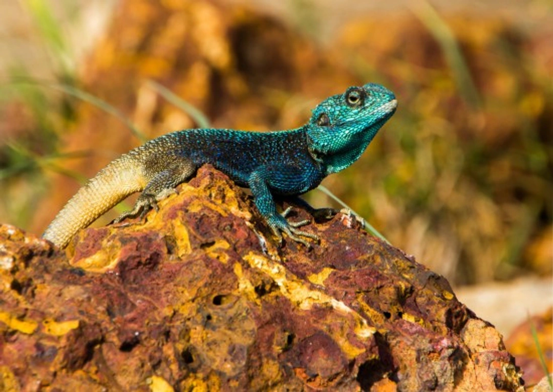 The natural behaviour of lizards: key patterns explained
