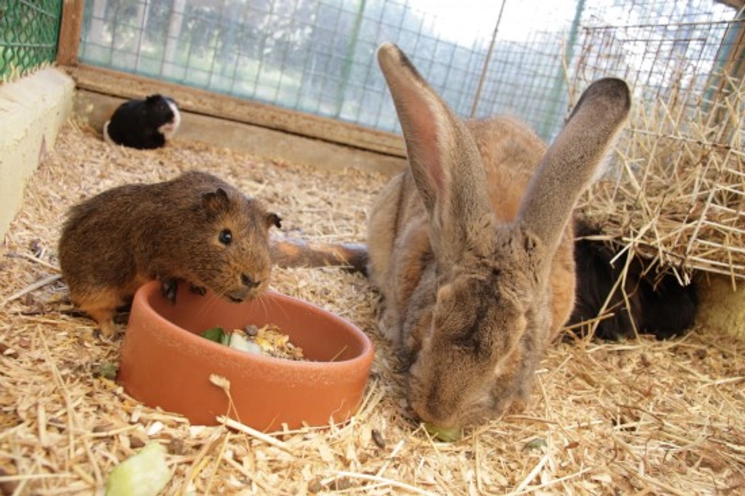 Think Carefully Before Getting a Rabbit as a Pet