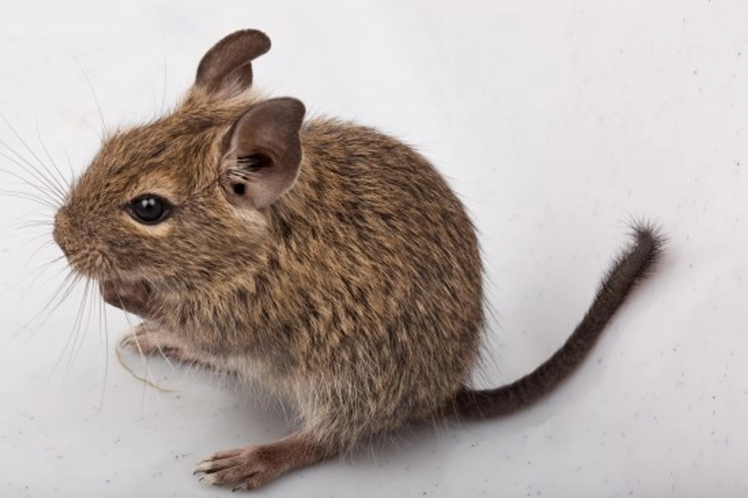 10 Things to Know Before Adopting a Degu