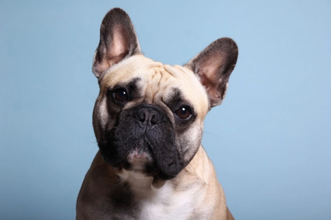 Top 5 Popular Utility Dog Breeds in the UK
