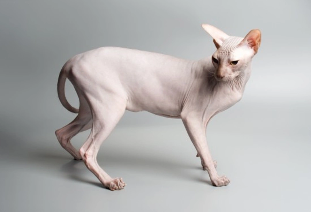 How to Keep a Sphynx Cat’s Skin Healthy and Comfortable