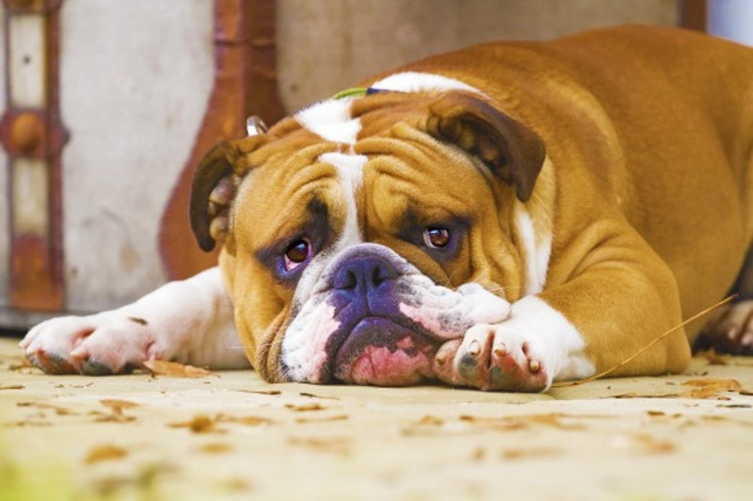 How to Cope With Separation Anxiety in Dogs: Step-by-Step Help