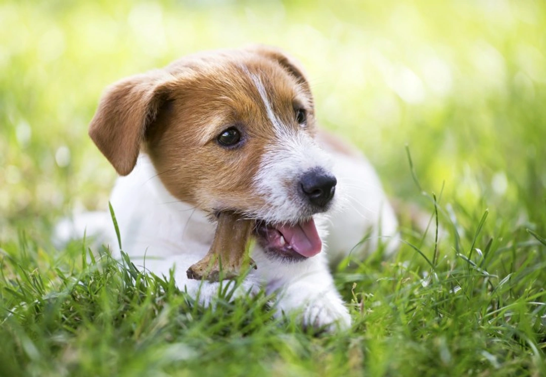 The importance of teeth in your dog: Complete 2025 guide