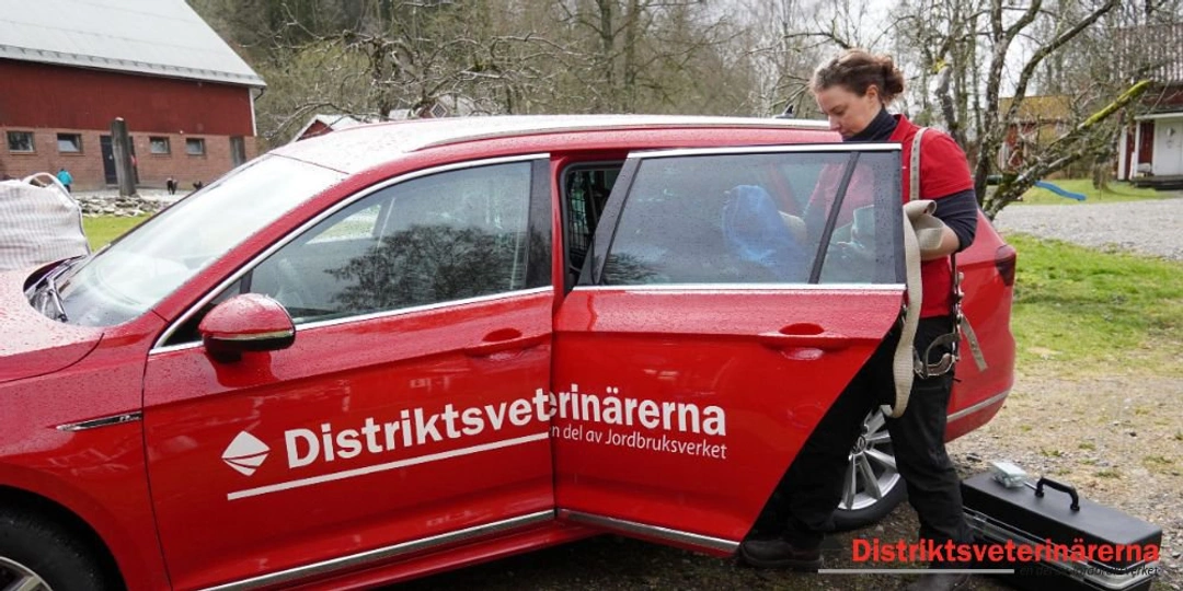 Värme och tävling - Tänk på detta!