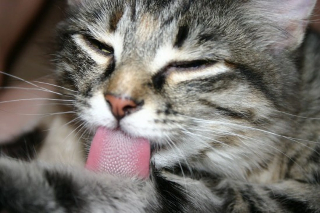 Over-grooming in cats: Causes, signs & how to help