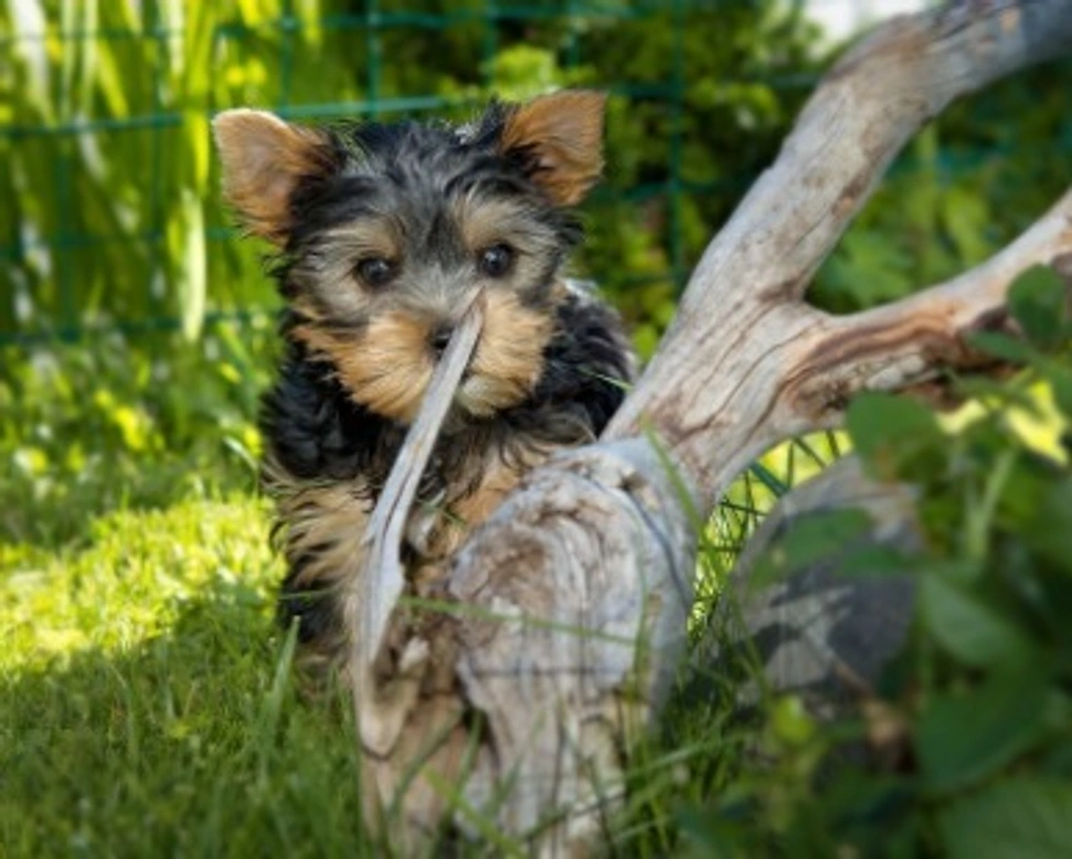 Visita all'allevamento: cosa chiedere e cosa valutare