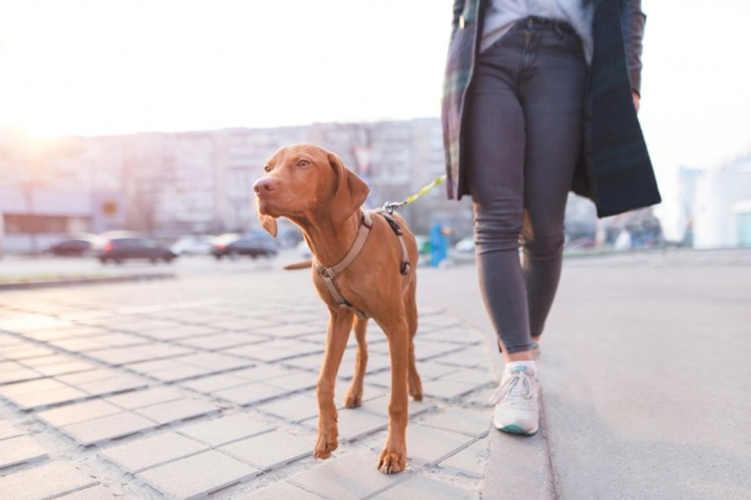 Safe dog walking and social distancing advice in the UK