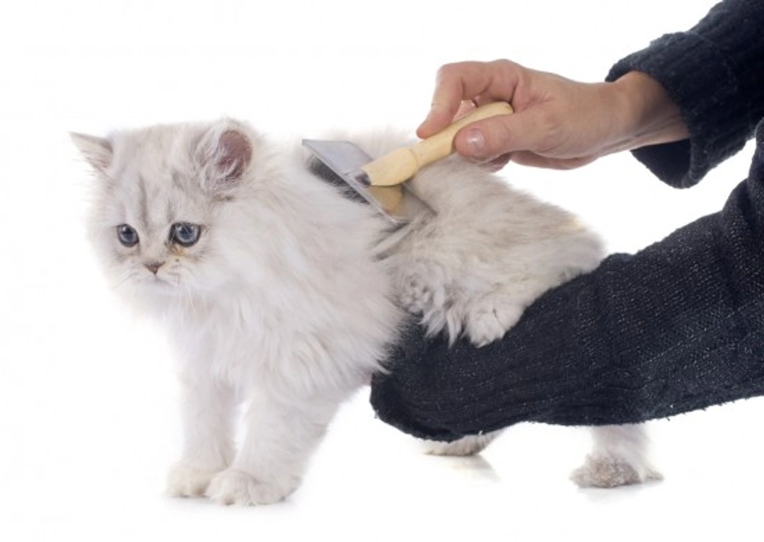 How to Groom a Long-haired Persian Cat: A Complete Guide