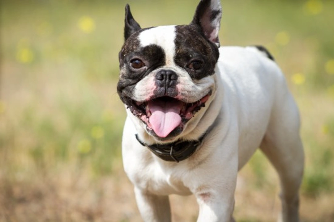 Heart Murmurs in Dogs Explained: Causes, Symptoms & Care