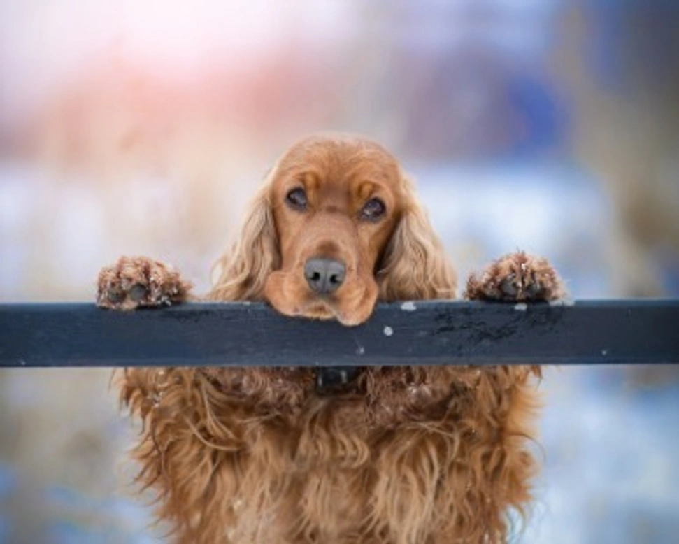 Cocker spaniel inglese e Cocker americano: differenze
