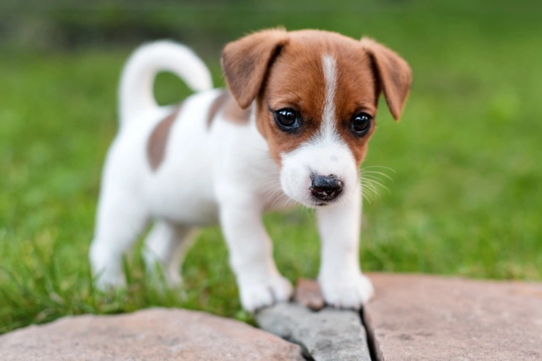 Puppy Crying and Whining: What Is Normal and When to Act