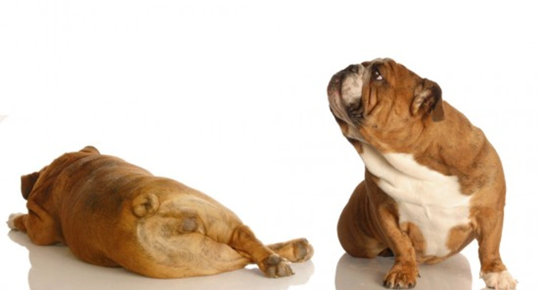 Dogs and flatulence: How to help your stinky dog