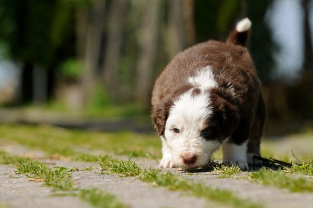 Can Dogs Use Their Sense of Smell to Navigate Home?