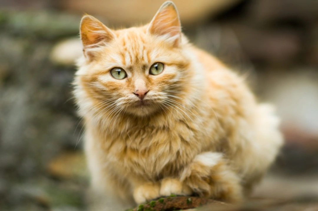 Chronic Coughing in Cats: Causes, Diagnosis and Care