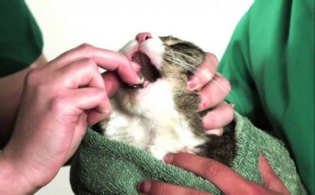 ¿Cómo darle una pastilla a tu gato?