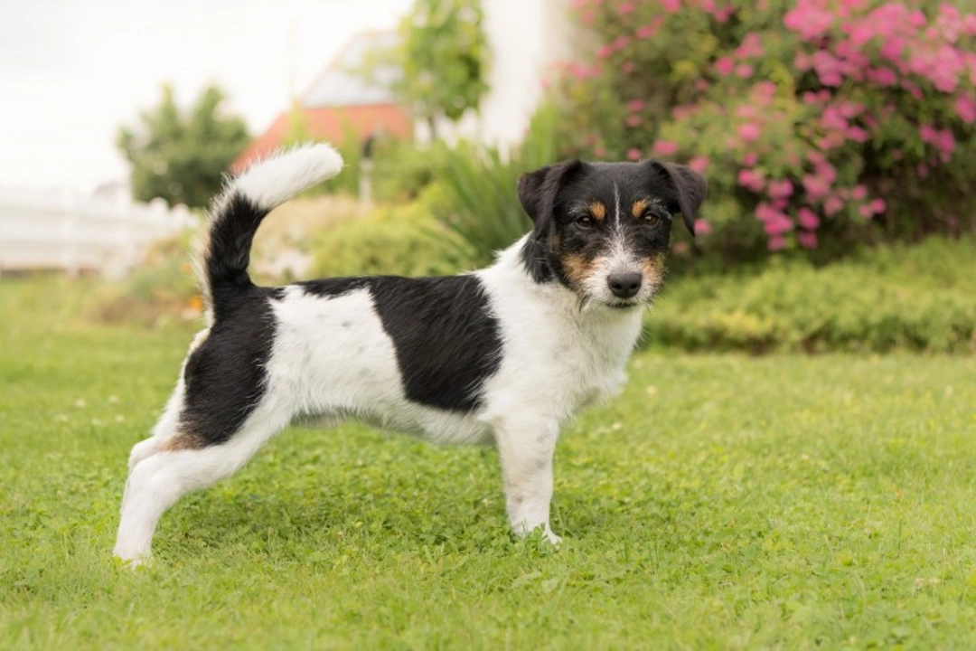 Jack Russell vs Parson Russell Terriers: Key Differences