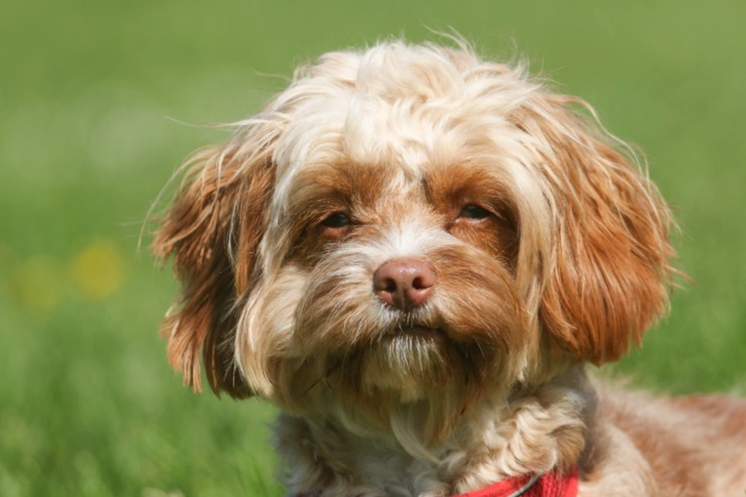 Cavapoo Health & Lifespan: What to Expect in 2025