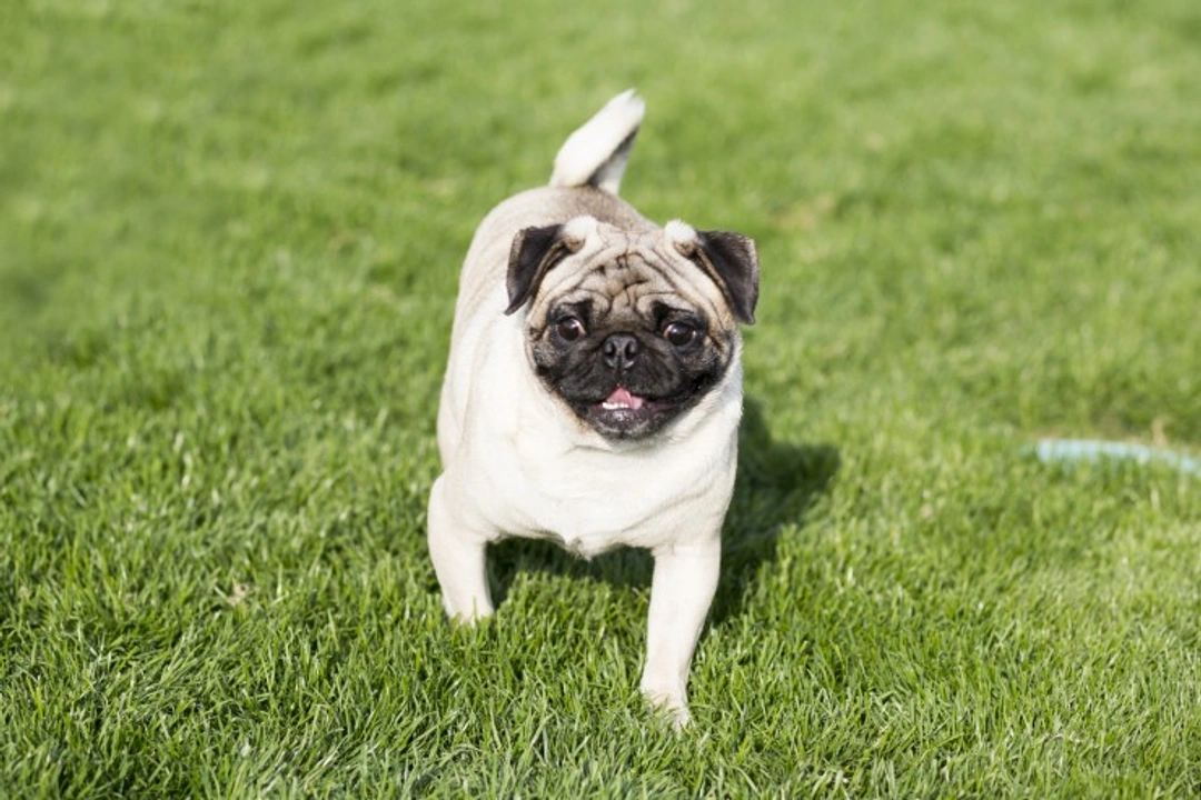 Swedish Study: Nearly One-Third of Pugs Face Walking Problems