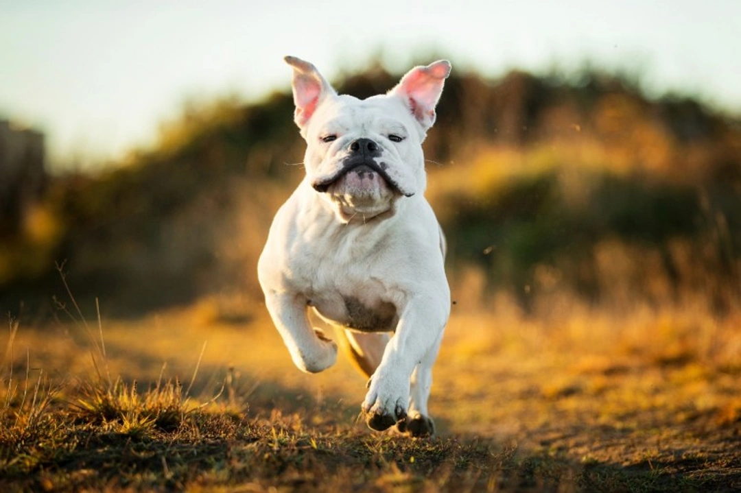 Can English Bulldogs Swim? Understanding Their Limitations