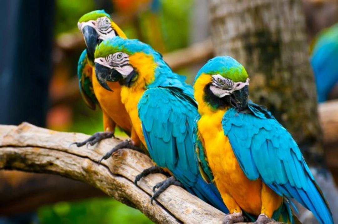 Most Interesting Facts About Parrots: A Complete Guide