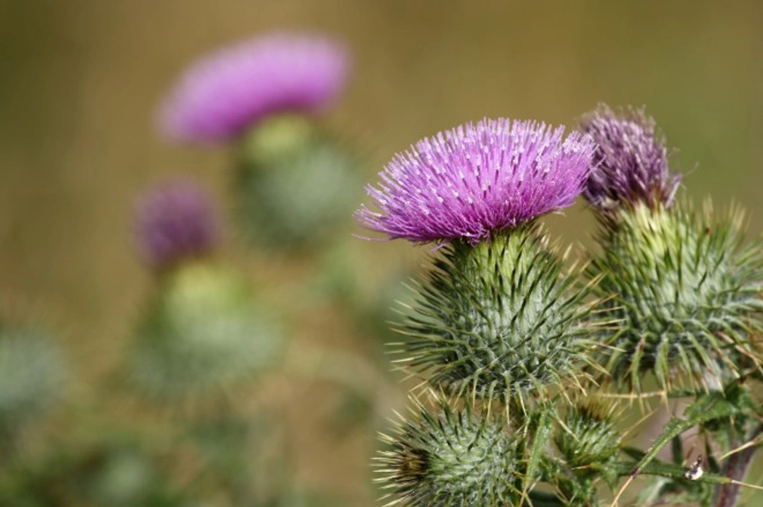 Milk Thistle Benefits for Laminitis in Horses