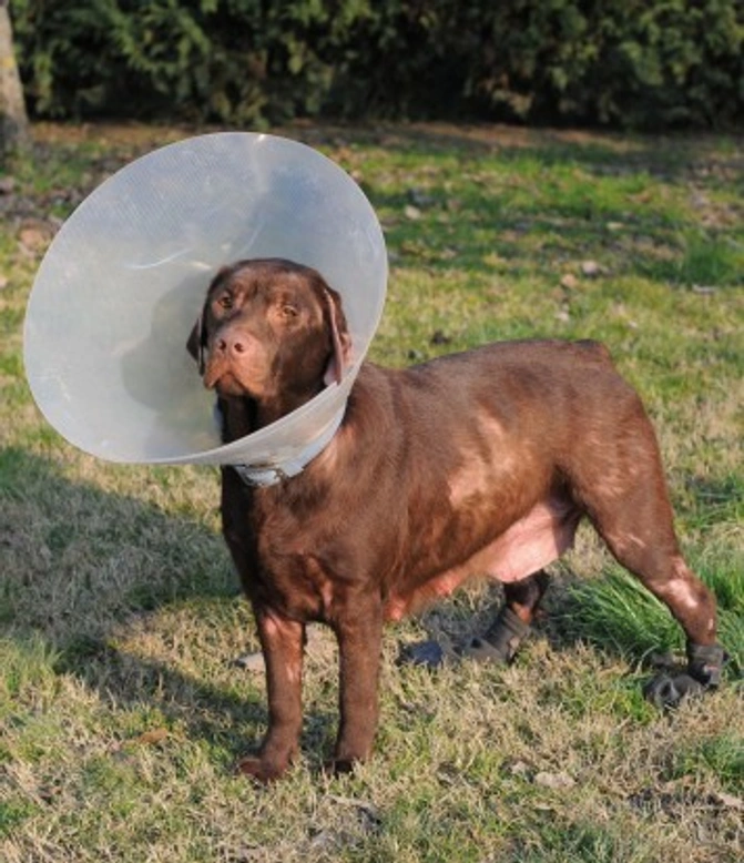 Dermatitis in dogs: Causes, symptoms, and treatment