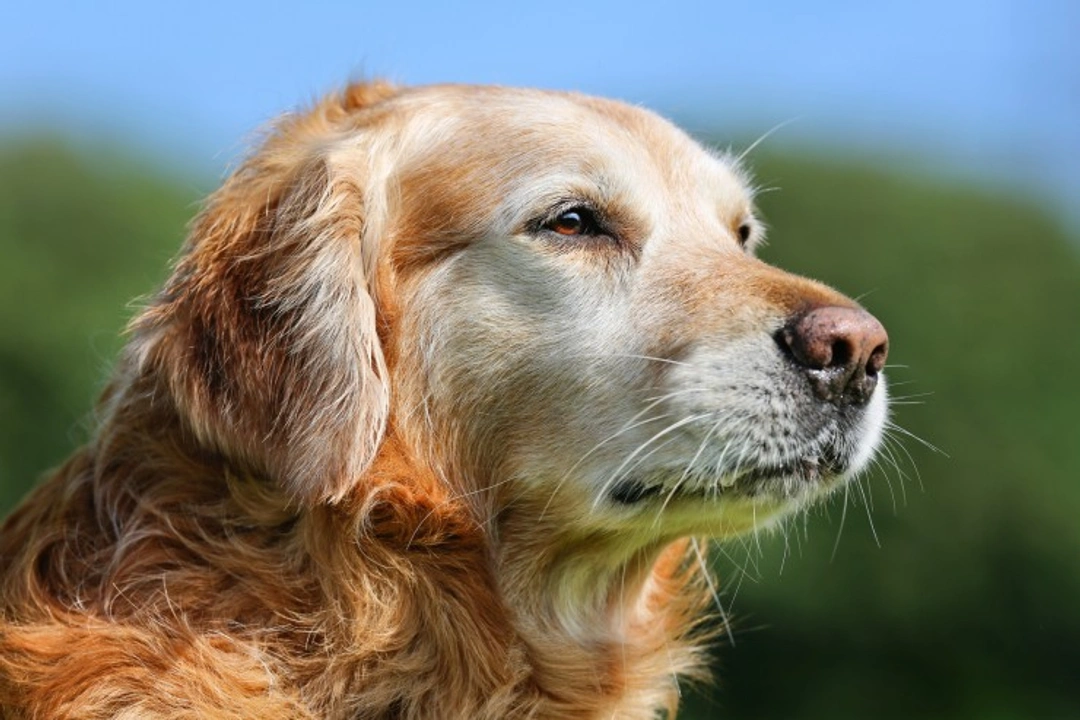 Canine Chorea: Causes, Symptoms, and Treatment