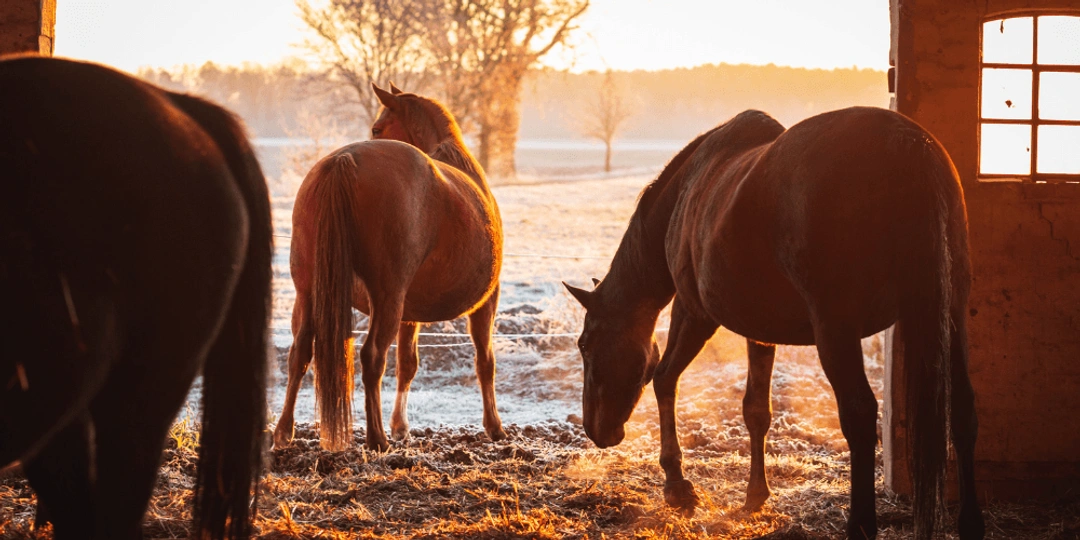 Bli elsmart i stallet - så sparar du energi