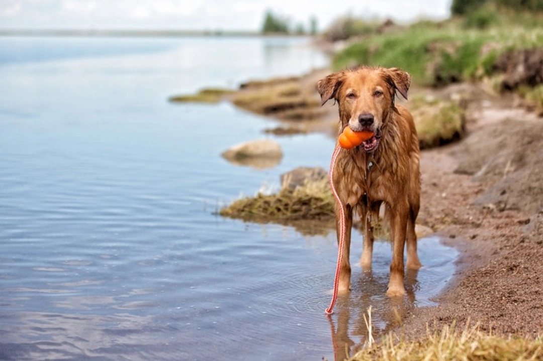 Do dogs need to be taught to swim? Essential guide 2025