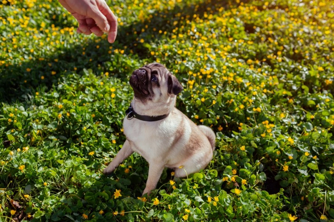 Curbing begging and scavenging in your pug puppy: 2025 guide
