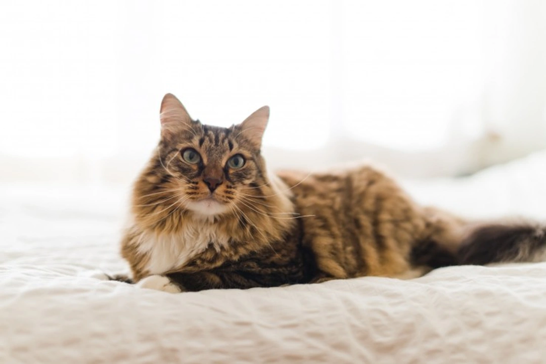 Understanding Dysmetria in Cats: Causes, Signs & Treatment
