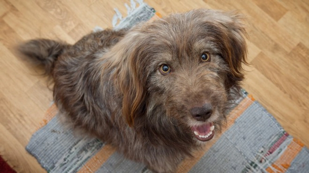 Questions to Ask Before Offering Your Dog a Treat