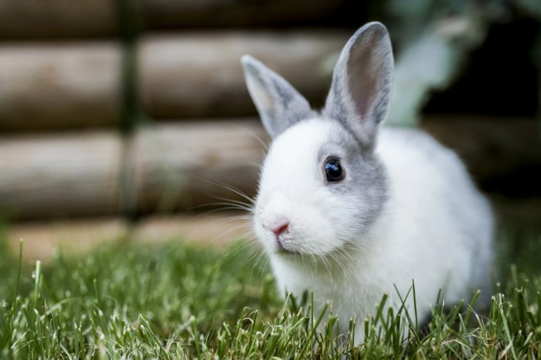 New Vaccine for Rabbit Haemorrhagic Disease Virus Strain 2 (RHDV2)