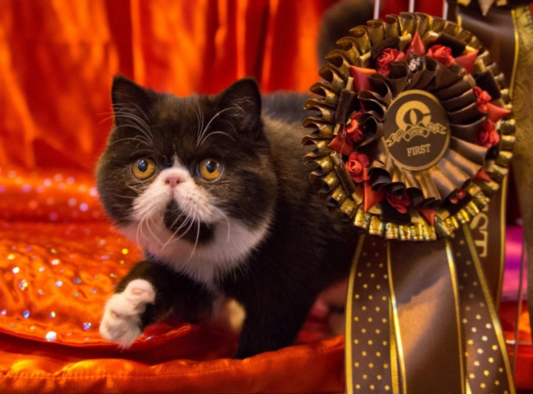 The Supreme Cat Show 2016: A Celebration of Feline Excellence