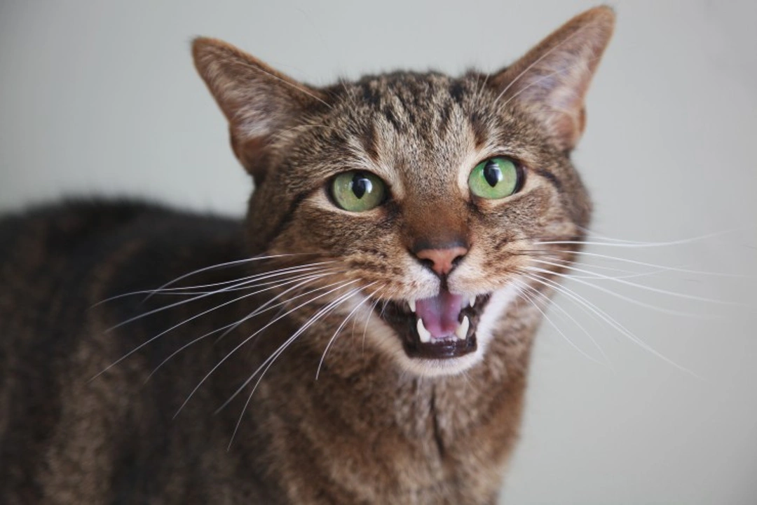 Why Your Cat’s Whiskers Might Fall Out: Causes & Care