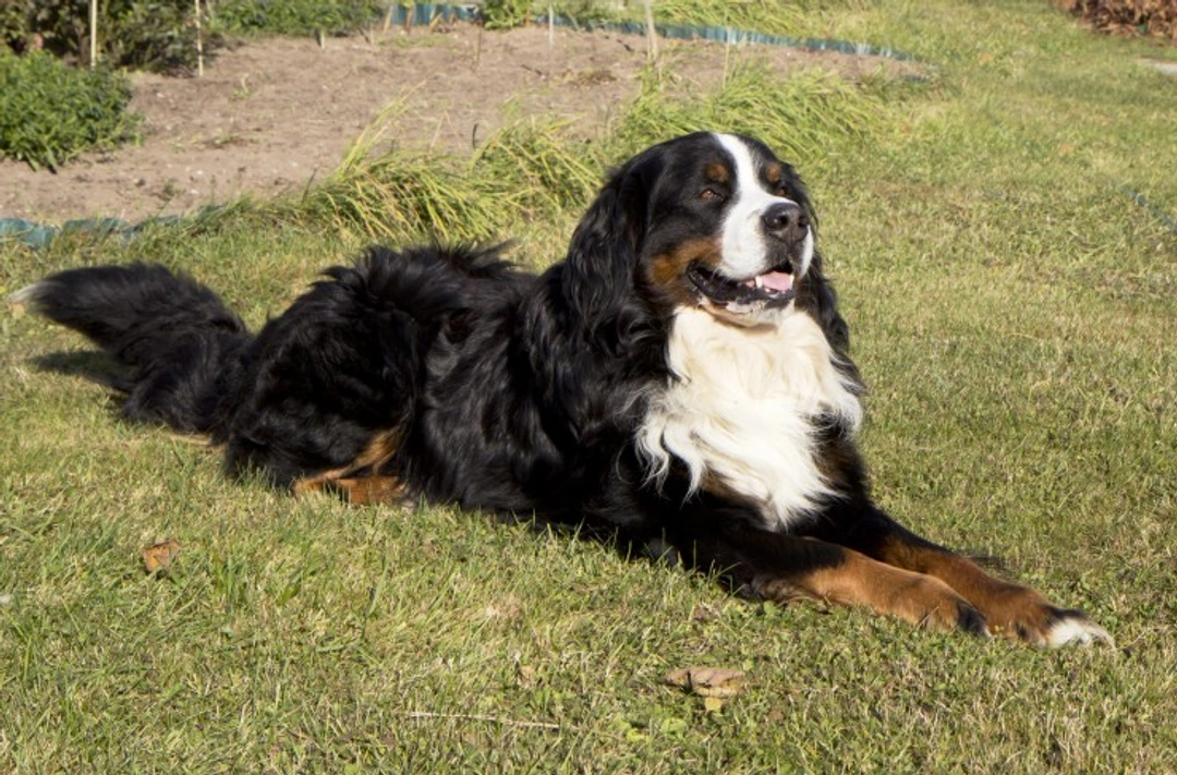 10 Most Expensive Dog Breeds to Own in 2025