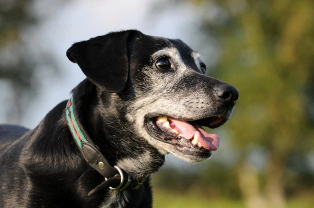 Tips on Caring for an Older Dog: Essential Guide 2025