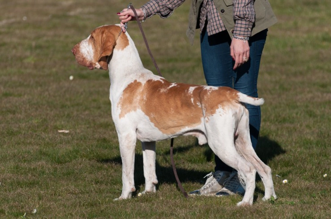 Bracco Italiano Dog Breed: FAQs & Care Guide