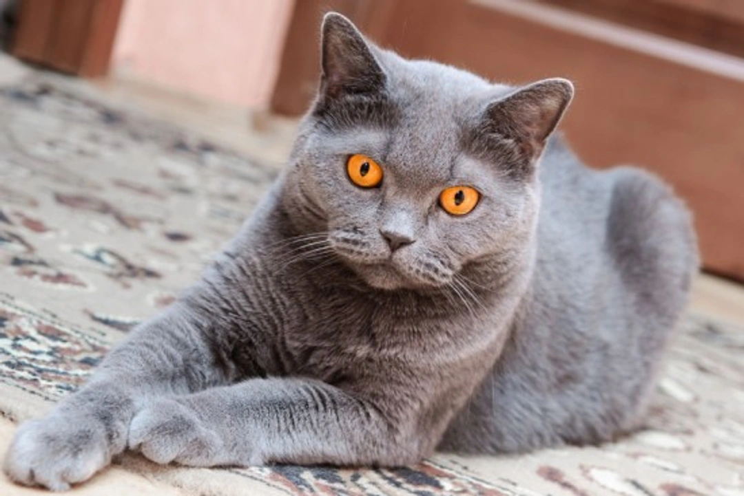 Blood Clots in Cats: Symptoms, Treatment and Prevention